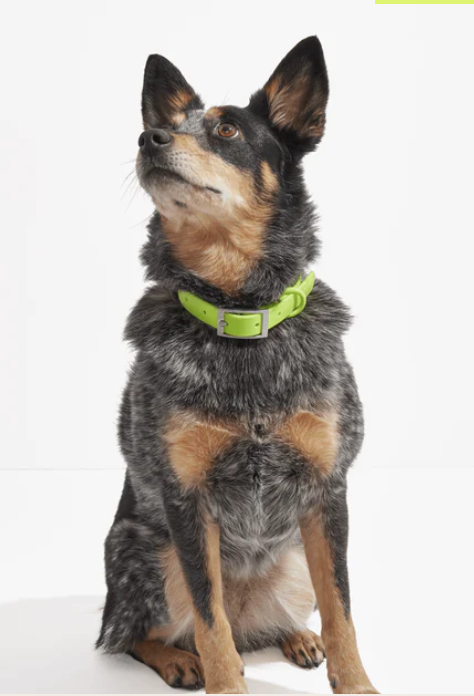 Wild One Collar - X Small - Limeade **Limited Edition** - Image 4